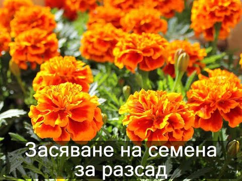 Видео: Можете ли да засадите семена от трева през септември?