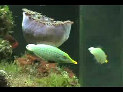 video phone beyonce mp3 Oxymonacanthus longirostris Female