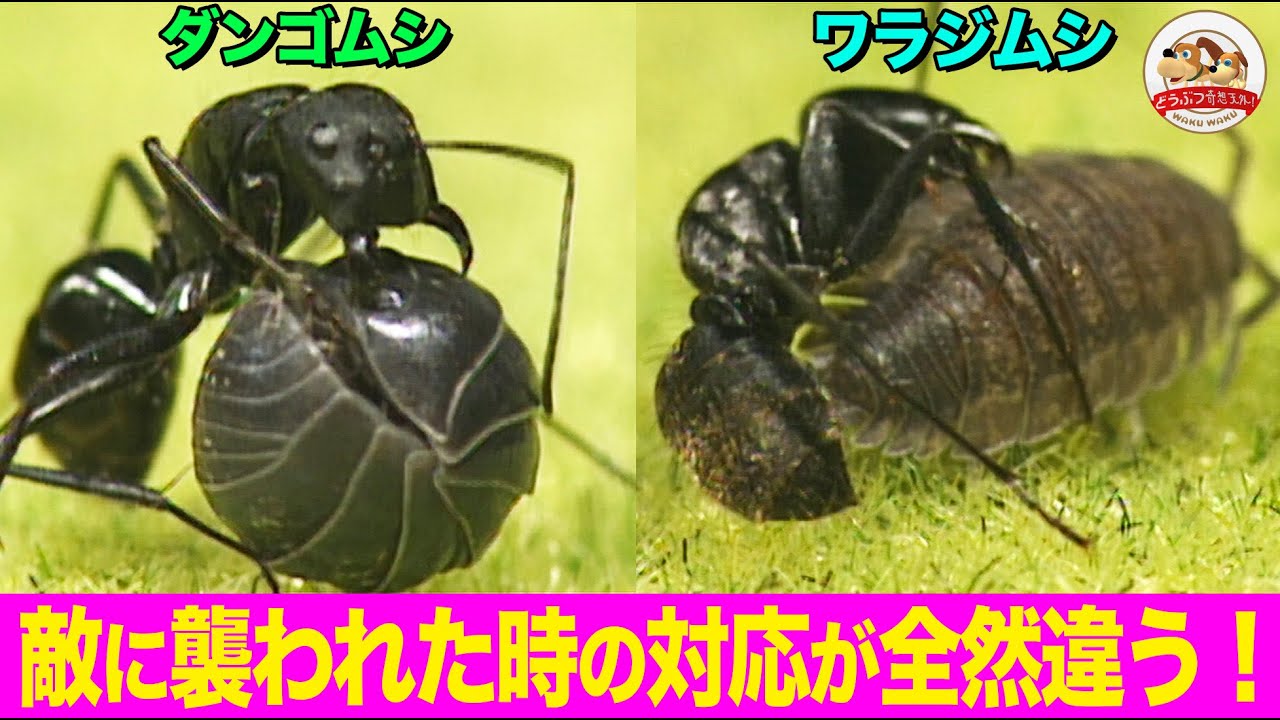 実は外来種 ダンゴムシとワラジムシはどう違う アリに襲われた時の対処法から解説 どうぶつ奇想天外 Wakuwaku Youtube