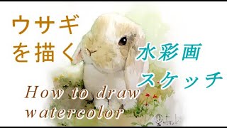 はるき堂おおだんな うさぎ スケッチ風に描く How To Draw Watercolor Youtube