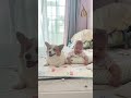 我的两个宝贝也太可爱了 被萌娃和狗狗治愈了 狗狗 柯基 我的两个宝贝也太可爱了 被萌娃和狗狗治愈了 狗狗 柯基