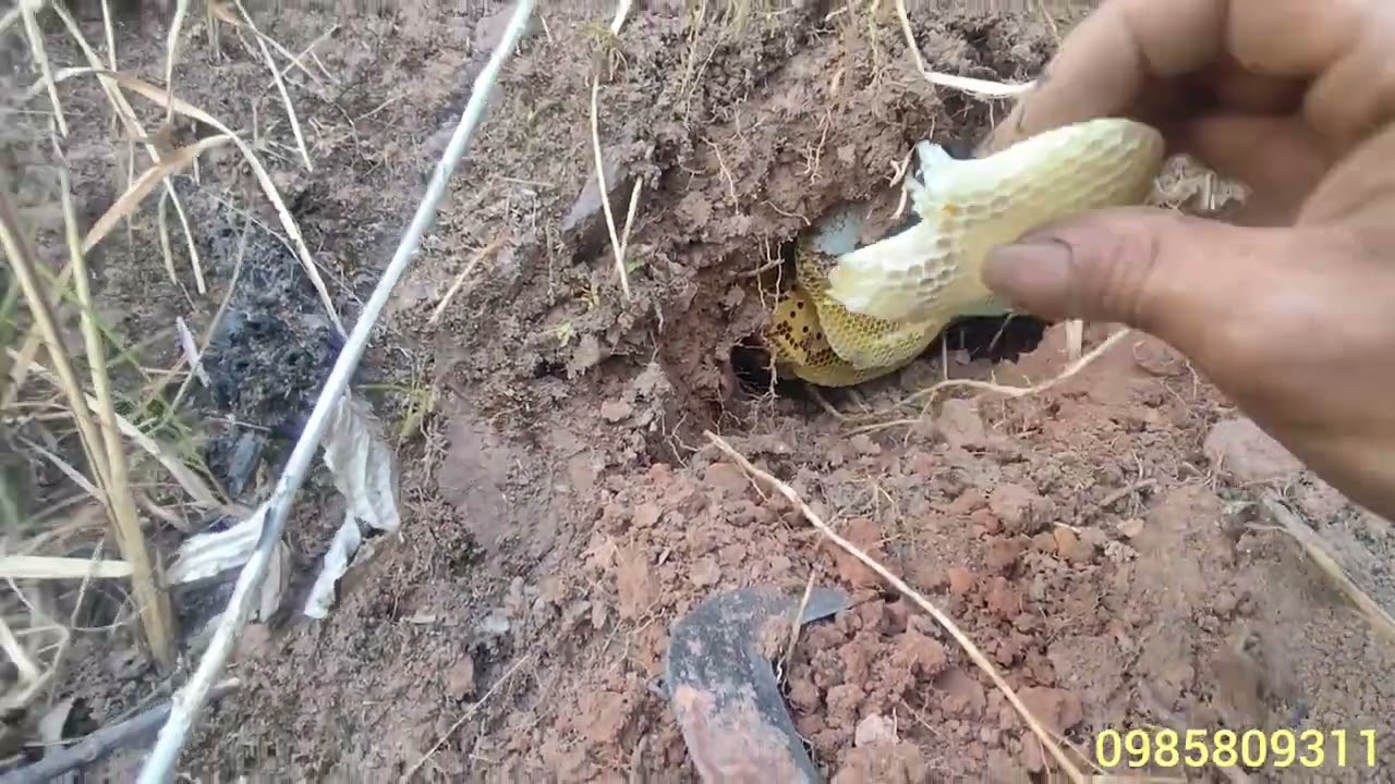 Vẫn như mọi khi tiếp tục đi bắt ong mật