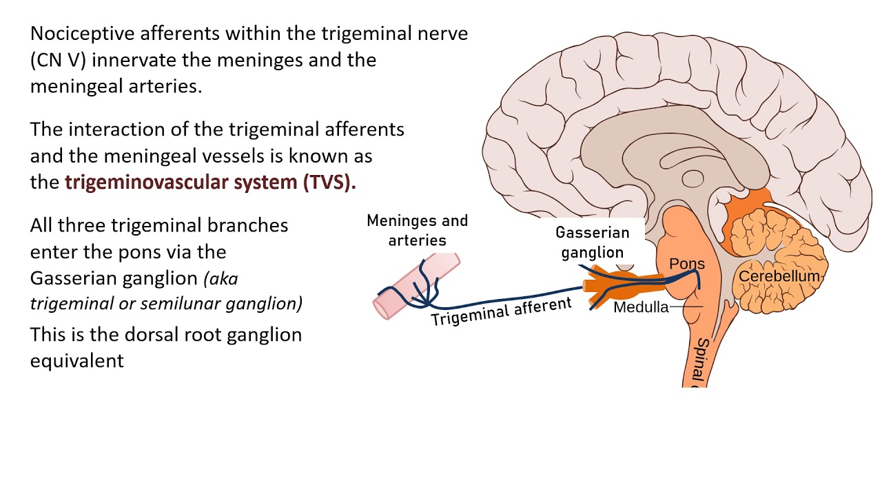 Headache pathophysiology part 1