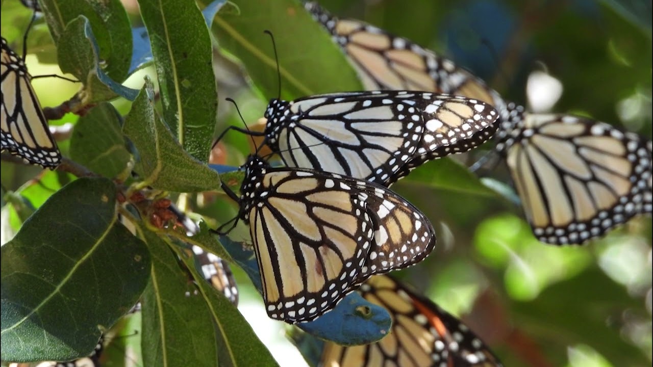 Combating a Royal Loss: Mexico Communities are Fighting to Protect the  Migratory Monarch Butterfly's Habitat Before These Vital Lands and Insects  Disappear