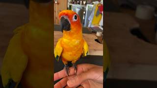 How to crochet a Bird/Easily #birds #blackheadedcaique #parrot #birdslover #pet #parrotlife