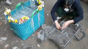 Bẫy Chuột Theo Đường Mòn Nơi Xứ Lạ Quê Người Của Vợ Chồng Miền Tây #sănbắtchâuđốc