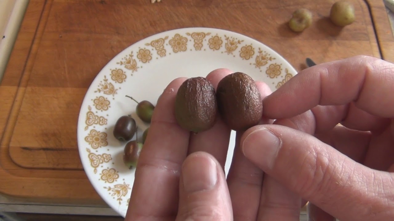 Now I Know What a Ripe Hardy Kiwi Looks and Tastes Like YouTube