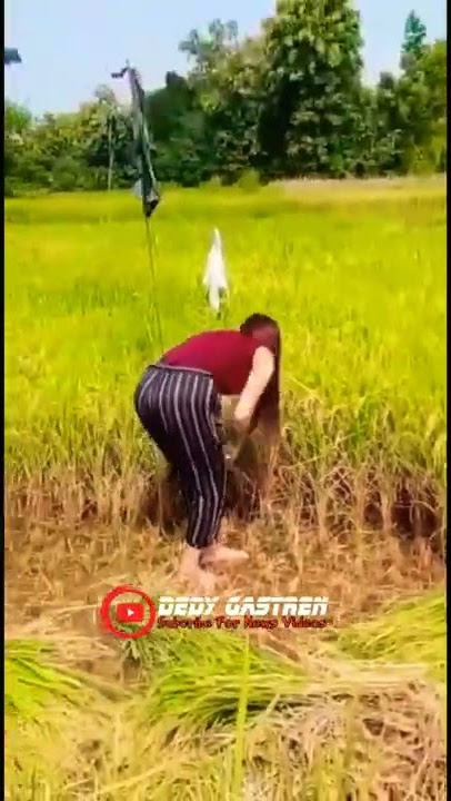 #SHORTS Viral Cewek Cantik Panen PadivDi Sawah