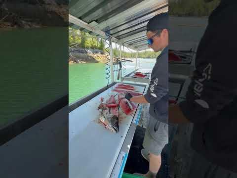 Filleting Salmon fast