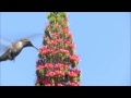 Echium  Wlidpretii and Hummingbird