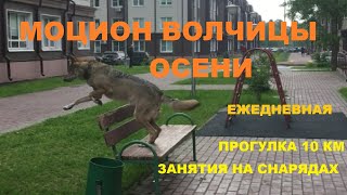 Тренировки волчицы Осени // Мои принципы работы с матёрым волком