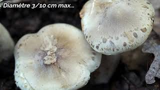 Tricholome à odeur de savon (Tricholoma cf saponaceum)