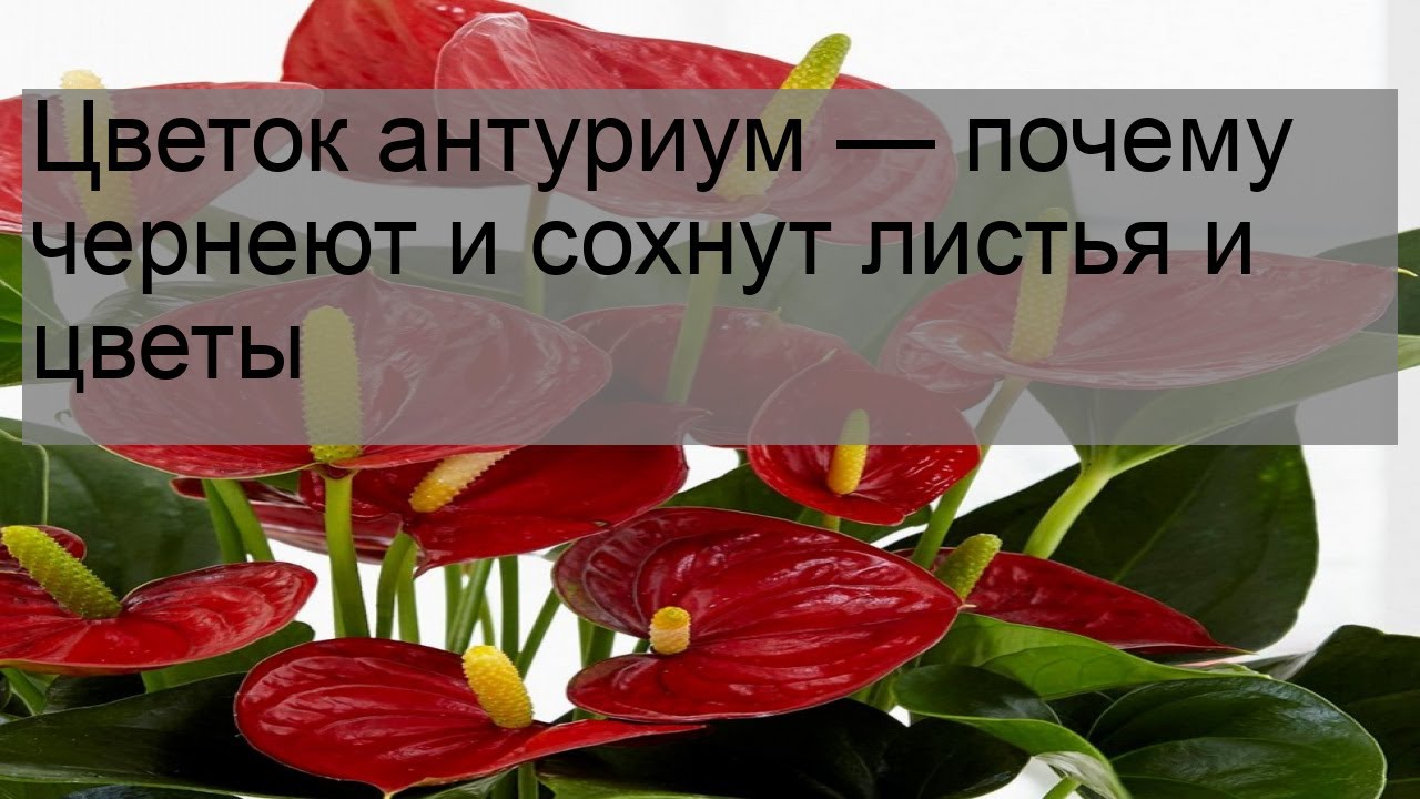 Цветок мужское счастье сохнут цветы. Антуриум чернеют листья. Мужское счастье Антуриум желтеют листья. Антуриум темнеют листья. Мужской цветок Антуриум чернеют листья.