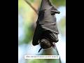 कुछ अजीब जानवर | Know The Nature #shorts #viral #trending