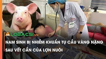 Nam sinh bị nhiễm khuẩn tụ cầu vàng nặng sau vết cắn của lợn nuôi