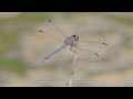 Nature: Dragonflies