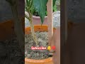 লঙ্কা গাছের পরিচর্যা 🌶️ #garden #plants #gardening #gardendesign #viralvideo #foryou #shorts