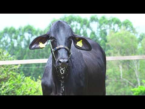 LOTE 189   CELINA FIV STORMY SANTA LUZIA   1534CL