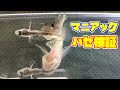 ハゼの稚魚達は何をどんなふうに捕食しているのか