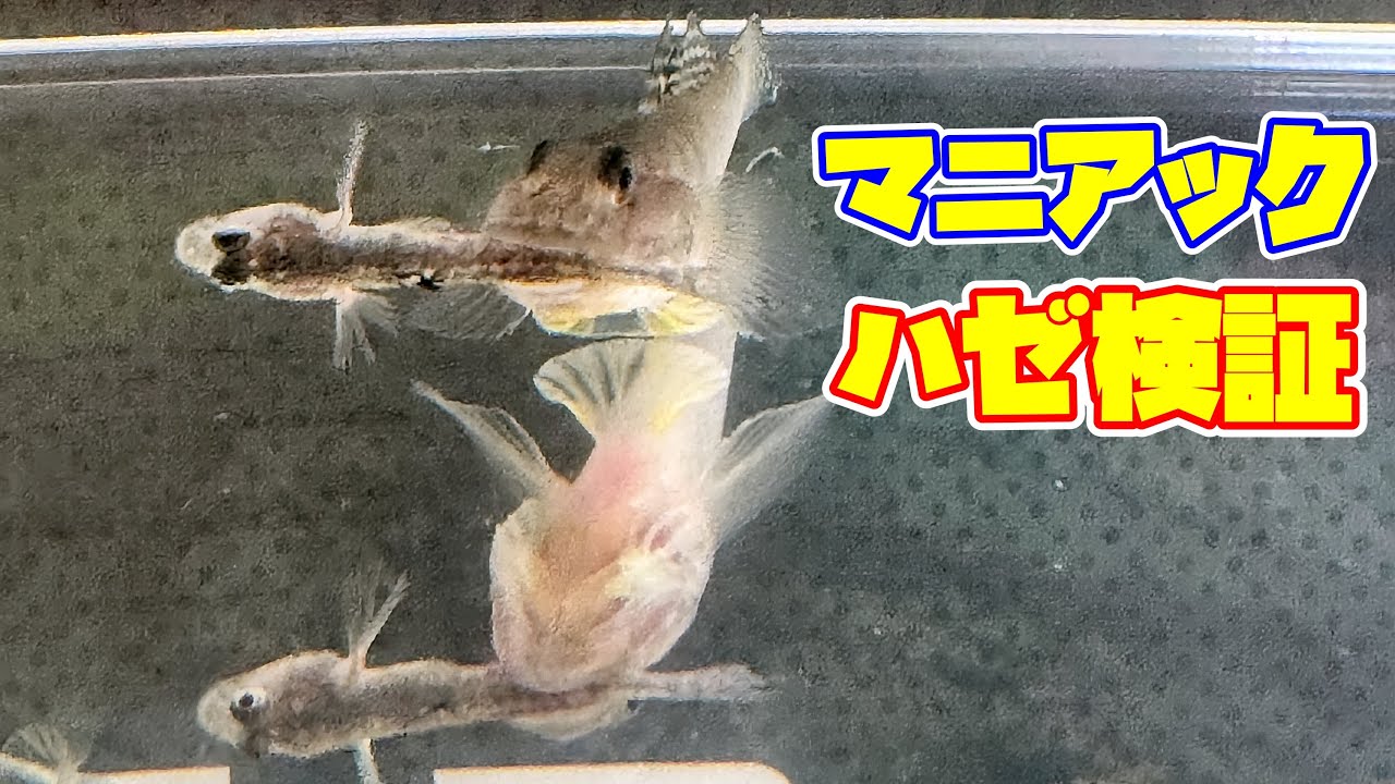 ハゼの稚魚達は何をどんなふうに捕食しているのか