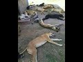 kea iDIBALA CHALLENGE COMPILATION PART 3 Malwedhe 2018 hit (DEAD DANCE) Mp3