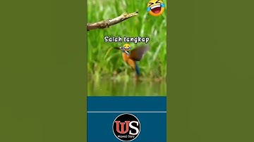 Momen Kocak Burung salah tangkap ikan  #unikdanlucu #funny #kelakuanrandom
