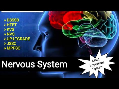 🔥💯Nervous system💯🔥(तंत्रिका तंत्र) जानें सभी रोचक तथ्य ।।P.E content for DSSSB, NVS, KVS, HTET