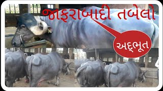 visit to jafarabadi Buffaloes farm...જાફરાબાદી ભેંસોના તબેલાની મુલાકાત..!