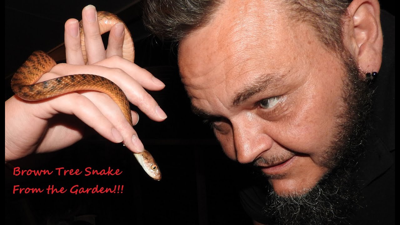 Brown Tree Snake Visits For A Fondle Youtube
