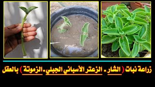 زراعة الشار أو الزعتر الأسباني الزعتر الجبلي أو الزموتة بالعقل في المنزل | cultivation Karpooravalli