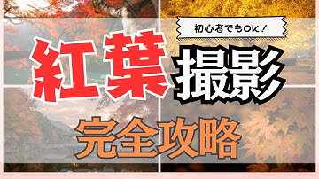 失敗しない！紅葉撮影の完全攻略マニュアル【初心者OK】