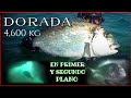 Pesca submarina. (23) DORADA 4,600 kg. En primer y segundo plano.