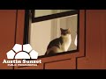 Beats n cats  episode 1  austin sunset public programming