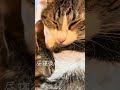 昼寝の後、すぐ男の子のミルク🍼を飲む女の子😆 生後10ヶ月 #保護猫 #里親 #猫のいる暮らし #今日のにゃんこ