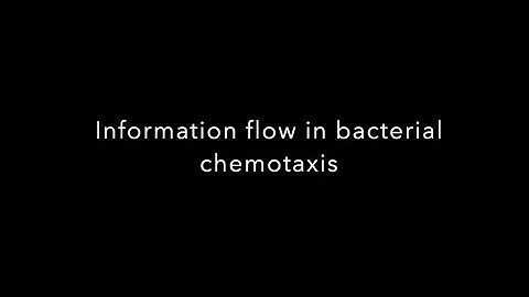 Information flow in bacterial chemotaxis