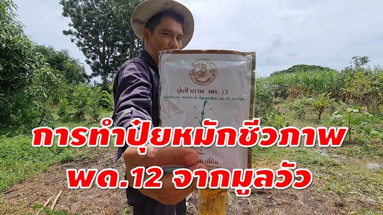 การทำปุ๋ยหมักชีวภาพ สาร พด.12 จากมูลวัว - YouTube