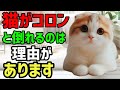 猫がコロンと倒れるのは全員●●です! 雑学 #保護猫 #熱中症 こねこ cat ねこのいる生活 豆知識