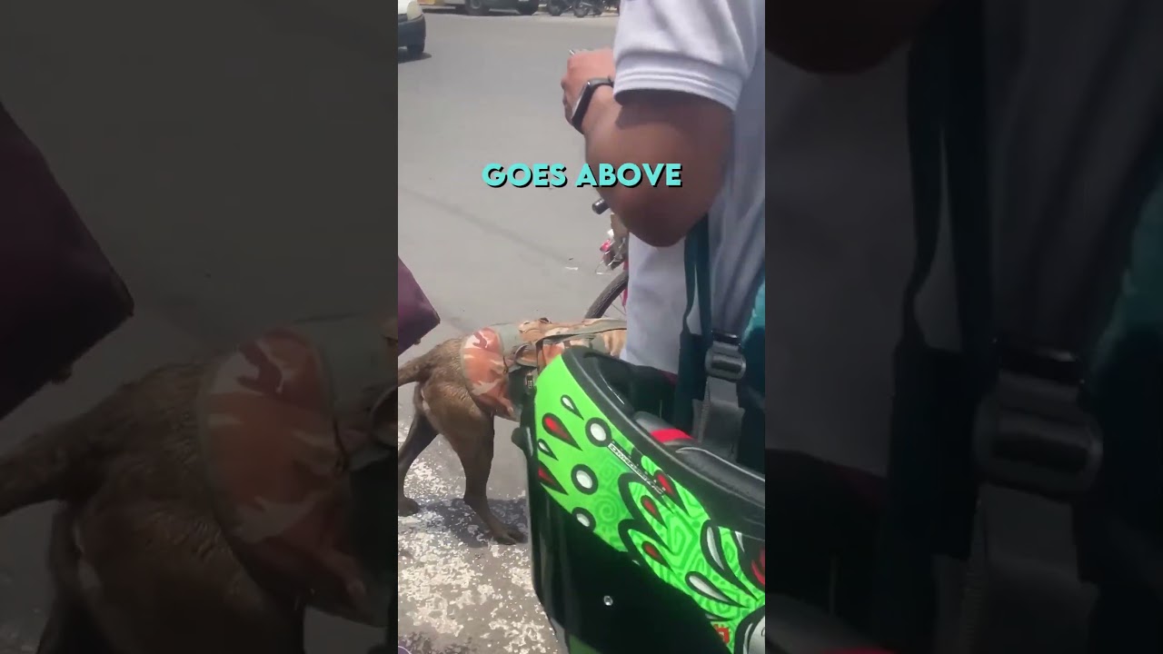 Remarkable Service Dog pushes Owner in Wheelchair 🤯❤️