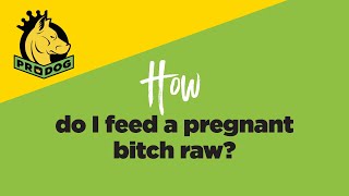 How do I feed a pregnant bitch raw