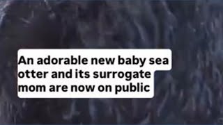 Aquarium welcomes baby sea otter and its surrogate mom