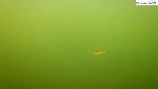Selectedlures - 7.5cm Soft lures perfect for pike/perch/zander screenshot 3