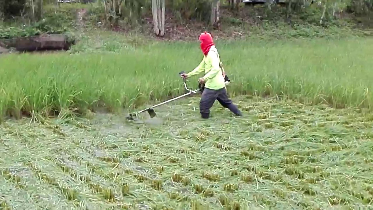 ตัดใบข้าว 15 ก.ค 61 สนใจใบตัดใบข้าวโทร 094 083 8698 ทัก LINE ID 087 945 9707