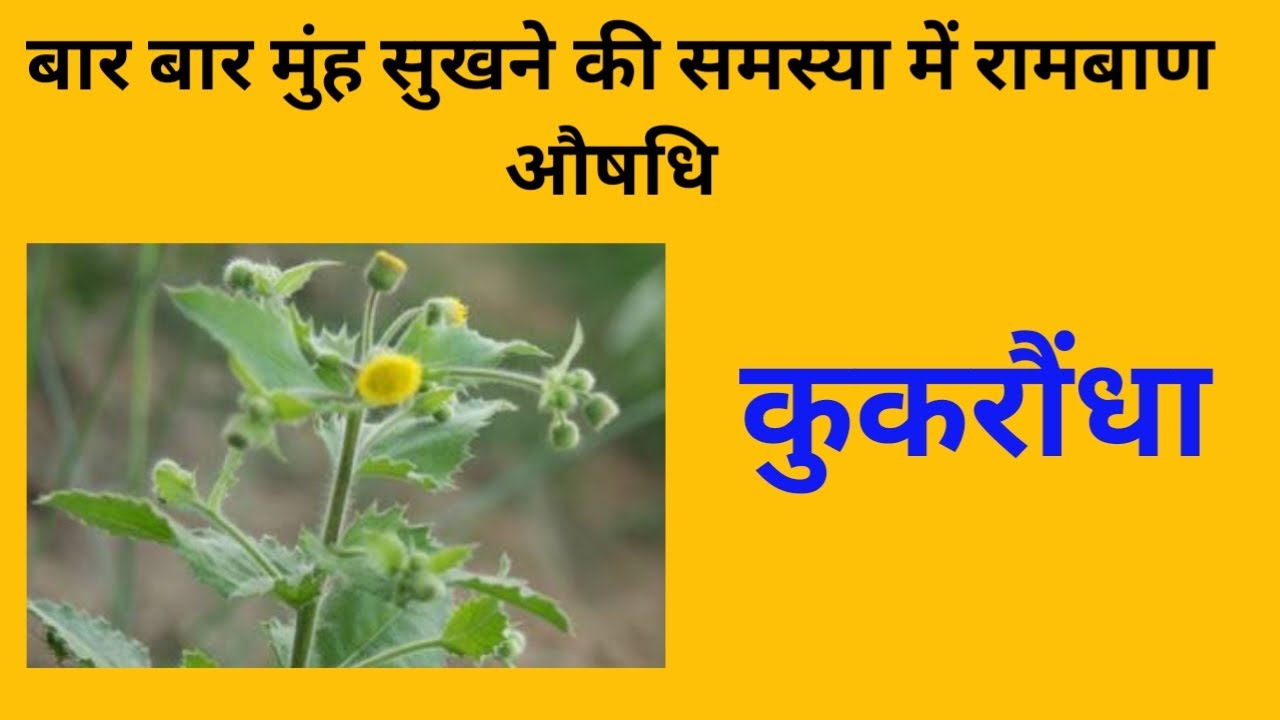 कुकरौंधा। Blumea lacera medicinal uses | kukundaru plant