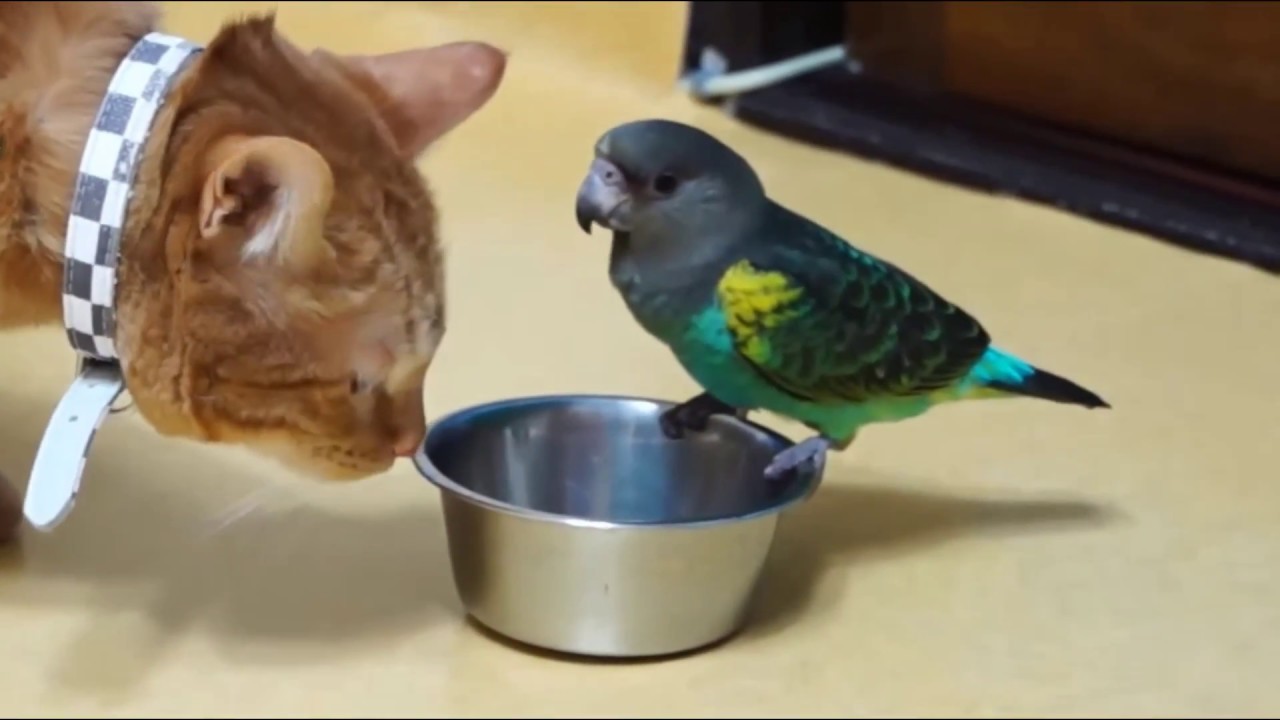 Slimme katten, lieve katten en grappige katten