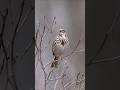 Song Sparrow call and answer #wildlife #birds #cattv