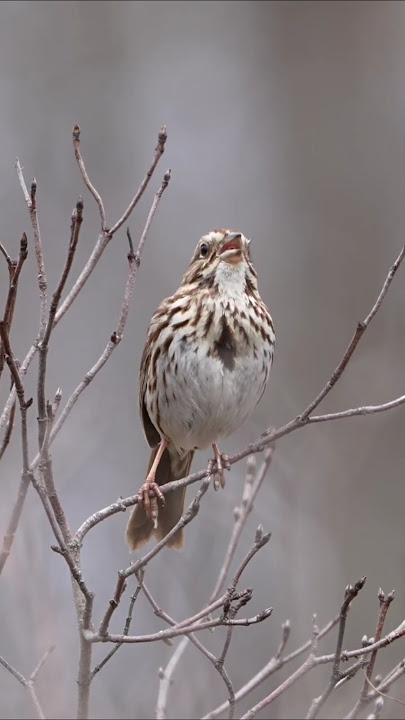 Song Sparrow call and answer #wildlife #birds #cattv
