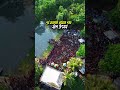 পূর্ব রানাঘাট ধর্মরাজ পূজায় ঝাঁপ উৎসব ❣️❣️❣️ #dhananjayhalder  #Dharmaraj