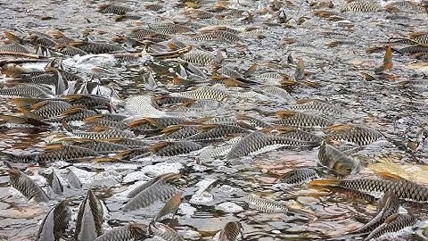 Thả lưới bắt được đàn cá chép khủng