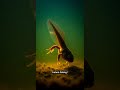Metamorfosis Katak: Dari Kecebong ke Katak Dewasa