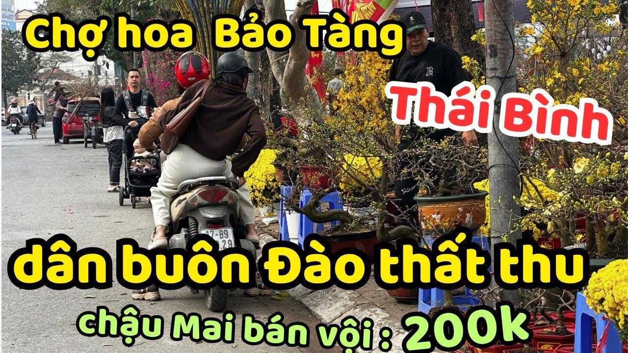 Chợ hoa Tết Thái Bình dân buôn Đào Tết thất thu do hoa nở sớm | Chậu Mai siêu rẻ